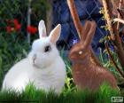 Beyaz tavşan ve diğer çikolata